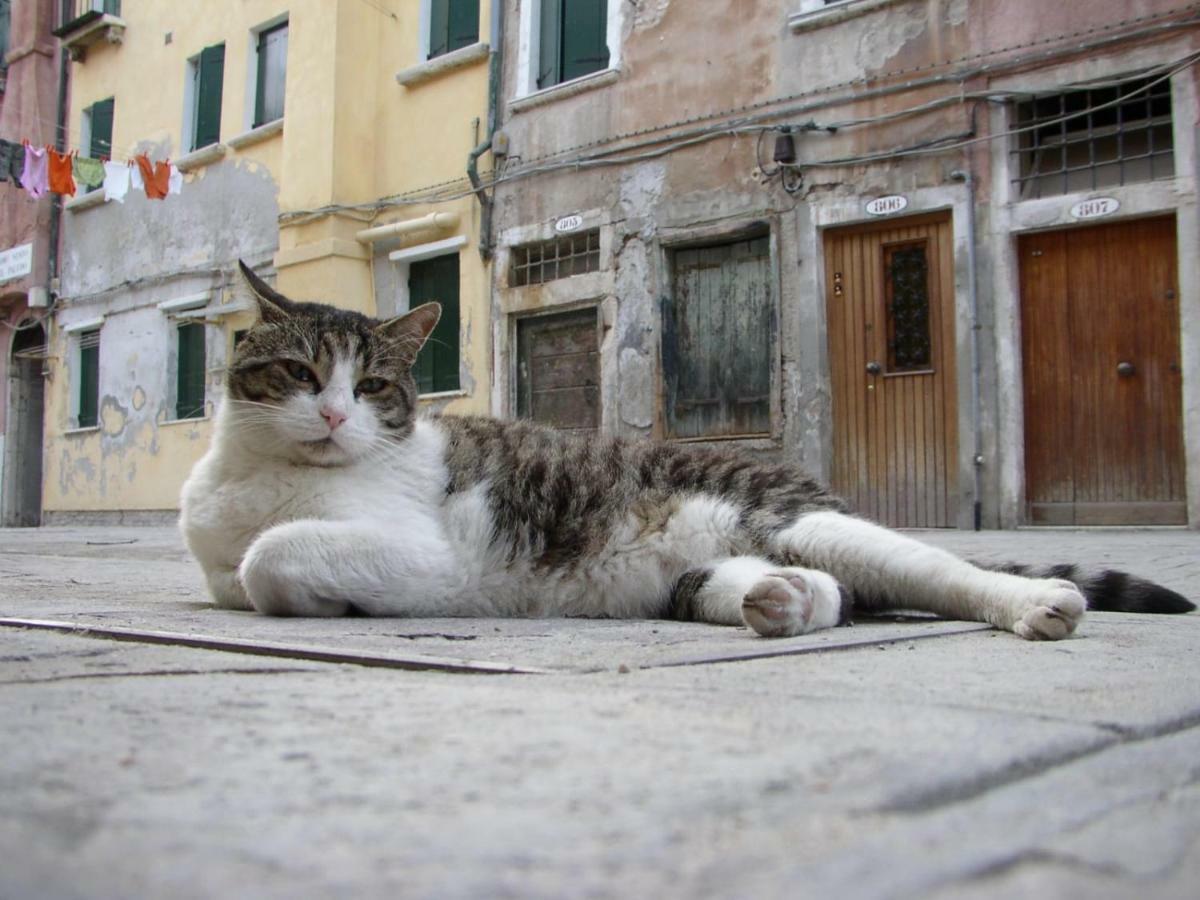 Apartment Essence Of Veneza Exterior foto